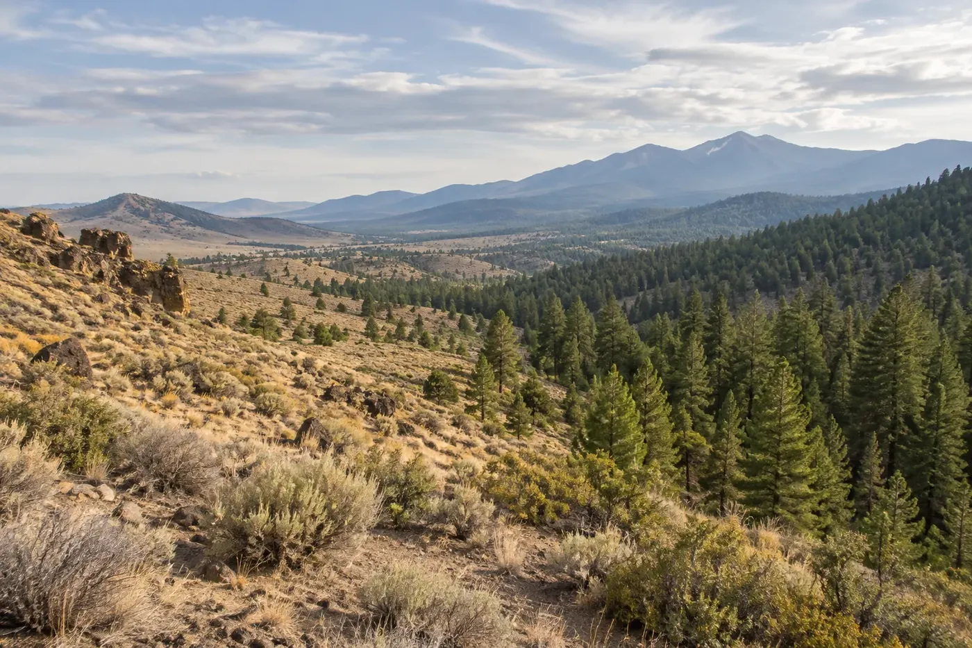 Illustration of a landscape transitioning from desert to forest