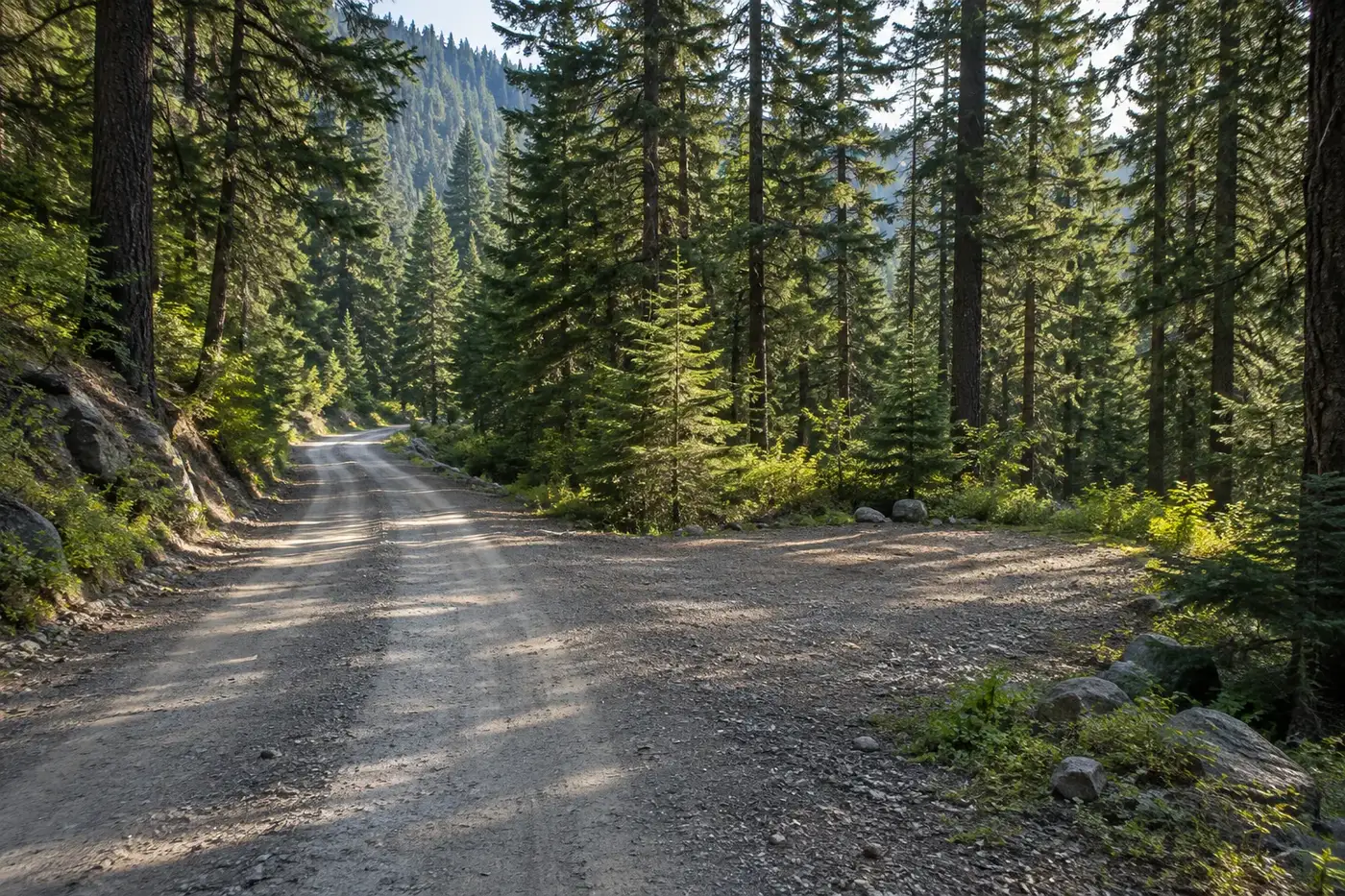 Illustration of a pine forest access road